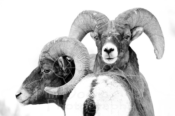 Tim Doolin--Illusion--wildlife
