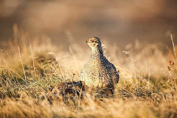 Sharptail Grouse--5