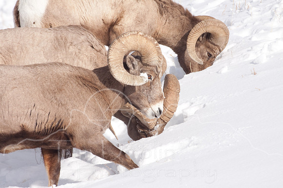 Yellowstone in Winter--2009-3272.jpg