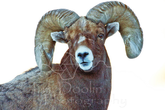 Bighorn Sheep Ram near Mammoth--Yellowstone Nat'l Park-