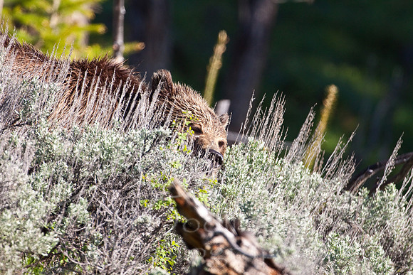 Yellowstone 2009-5855.jpg