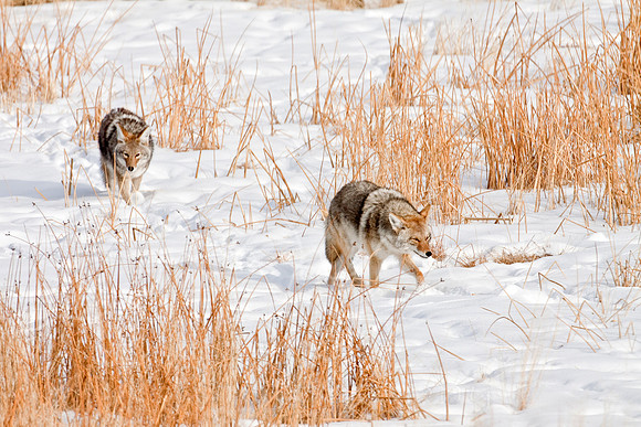 Yellowstone in Winter--December 2009-6746.jpg