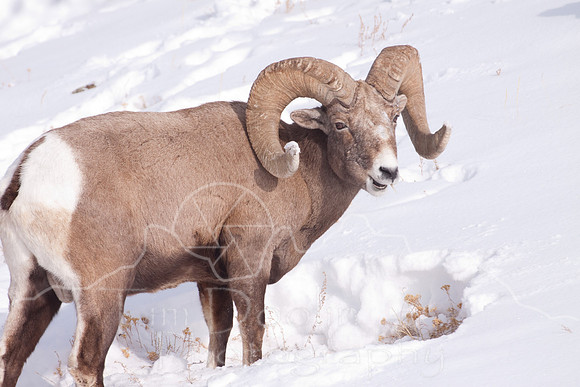 Yellowstone in Winter--2009-3296.jpg