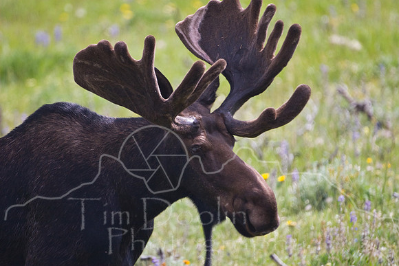 Bull Moose-5053.jpg