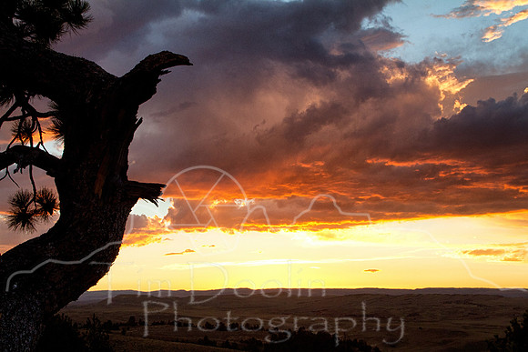 Antelope Camp--2011--7