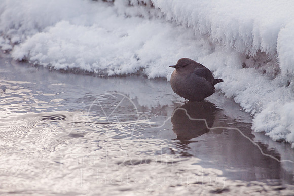 Yellowstone in Winter--2009-2679.jpg