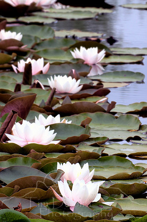 Orcas Island-7315_to_Orcas Island-7317_jpg.jpg