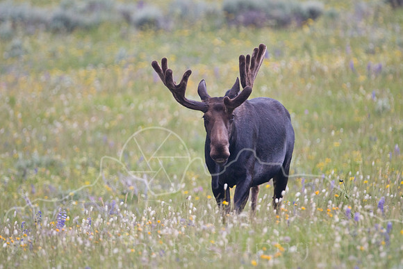 Bull Moose-5029.jpg
