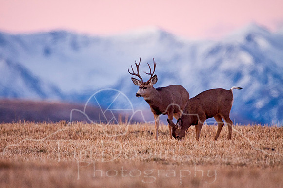IMG_2887-Edit-Edit