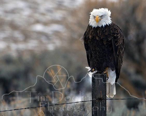 Bald Eagle-12x15