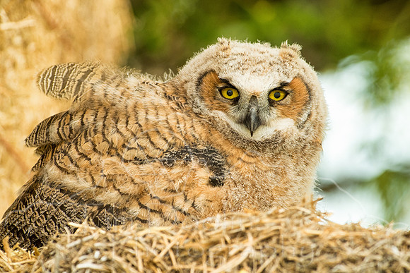 A83I8592-Edit