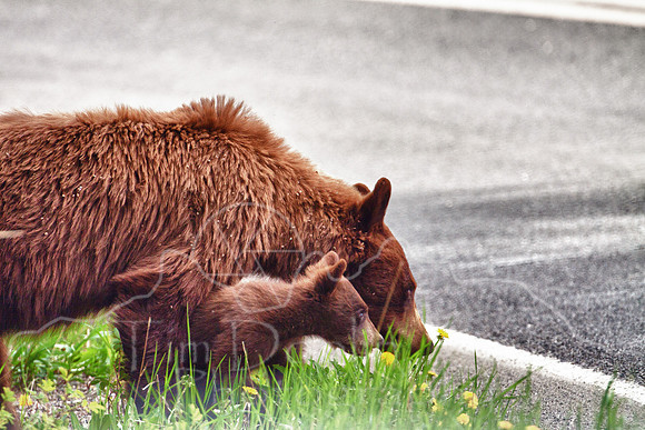 Yellowstone National Park--June 2010-2078_HDR