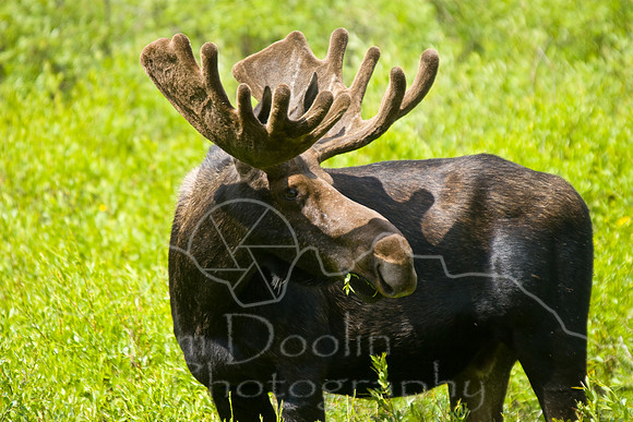 Bull Moose-0158.jpg