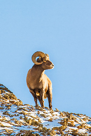 Big Horn Sheep--17