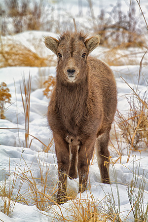 Big Horn Sheep--3