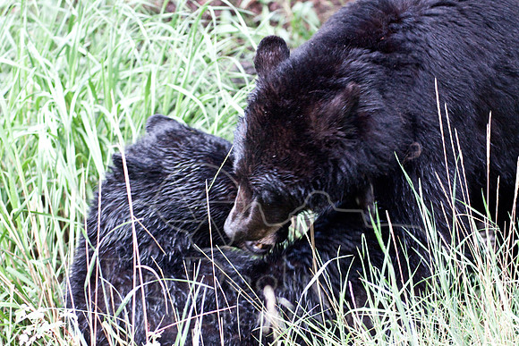 Yellowstone 2009-5566.jpg
