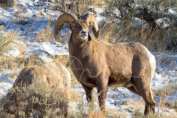 Big Horn Sheep--9