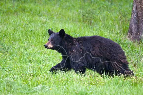 Yellowstone 2008-2245.jpg