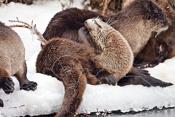Yellowstone in Winter--December 2009-6229.jpg