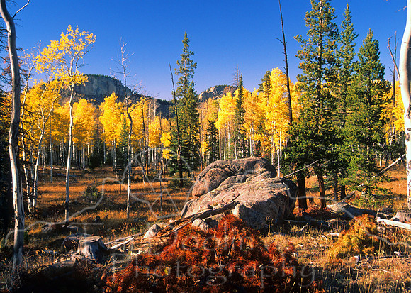 Red Tree and aspen grove--retouched