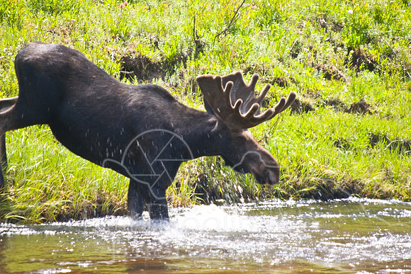 Bull Moose-0134.jpg
