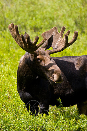 Bull Moose-0160.jpg