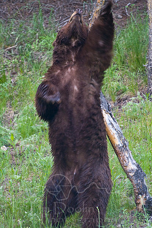 Yellowstone 2008-1893.jpg