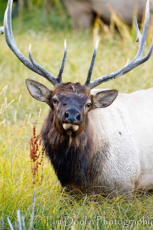 Bull elk-0496