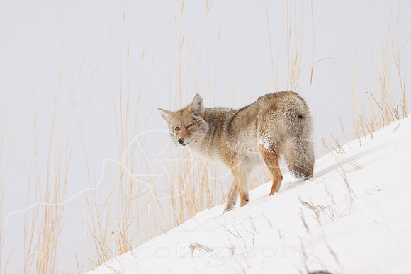 Yellowstone in Winter--2009-3381.jpg