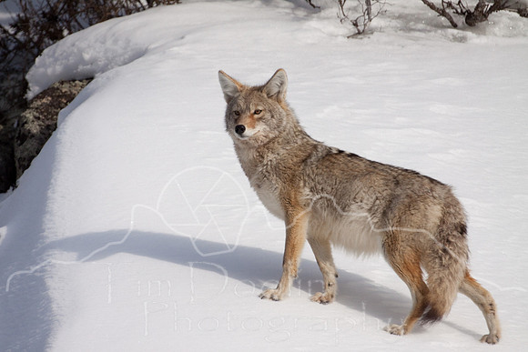 Yellowstone in Winter--2009-3571.jpg