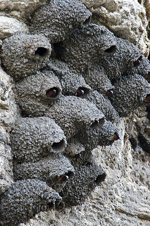 Yellowstone 2008-0077.jpg