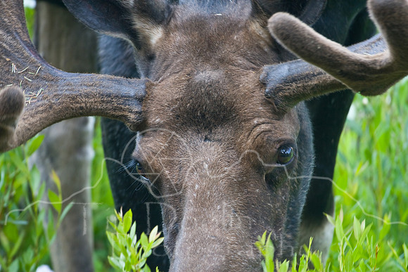 Bull Moose-4985.jpg