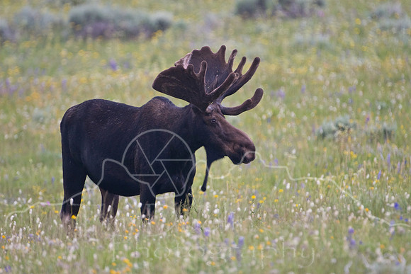 Bull Moose-5023.jpg