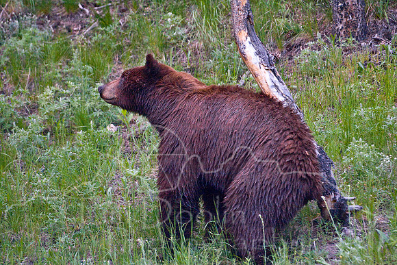 Yellowstone 2008-1879.jpg