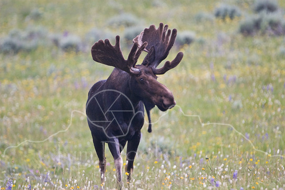 Bull Moose-5034.jpg