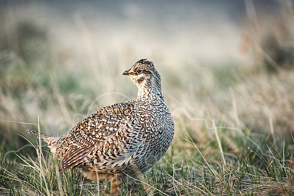 Sharptail Grouse--3