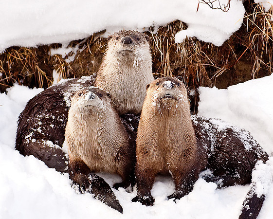 Tim Doolin--Otter Chaos--Wildlife--resized
