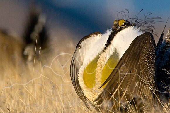 Sage Grouse--2008-0813