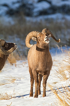 Big Horn Sheep--22