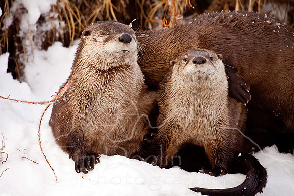 Yellowstone in Winter--December 2009-6151.jpg
