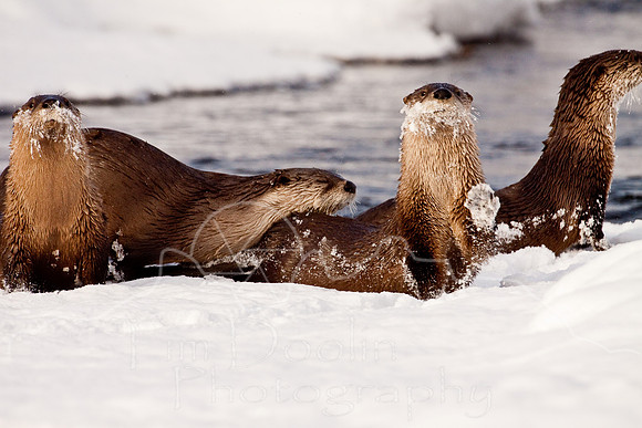Yellowstone in Winter--December 2009-6253.jpg