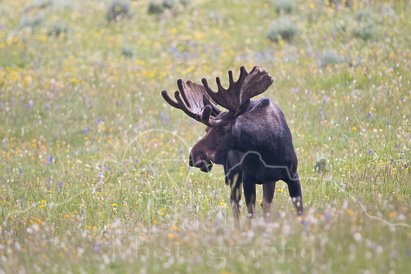 Bull Moose-4997.jpg