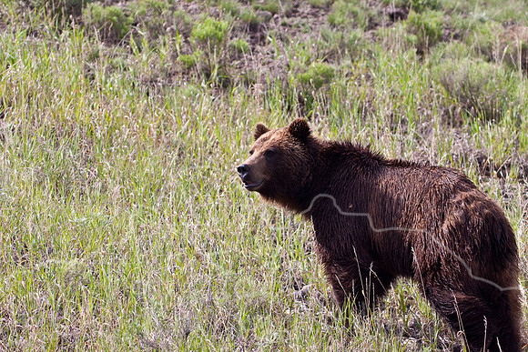 Yellowstone 2009-6325.jpg