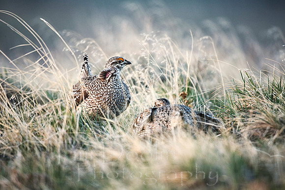 Sharptail Grouse-