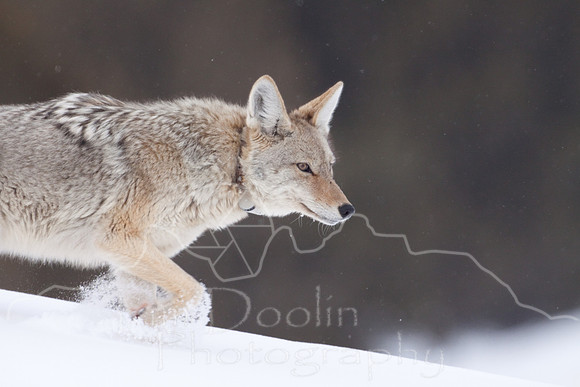 Yellowstone in Winter--2009-3493.jpg
