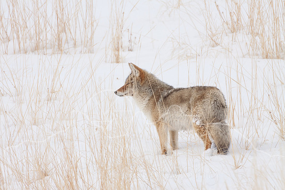 Yellowstone in Winter--2009-3390.jpg