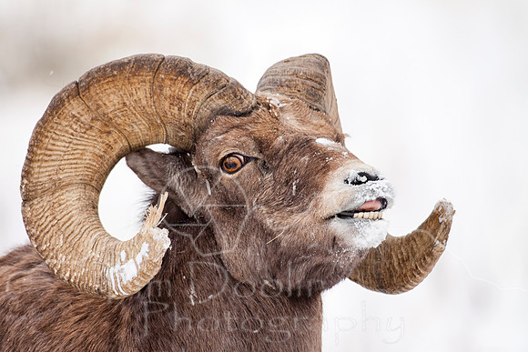 Big Horn Sheep--4