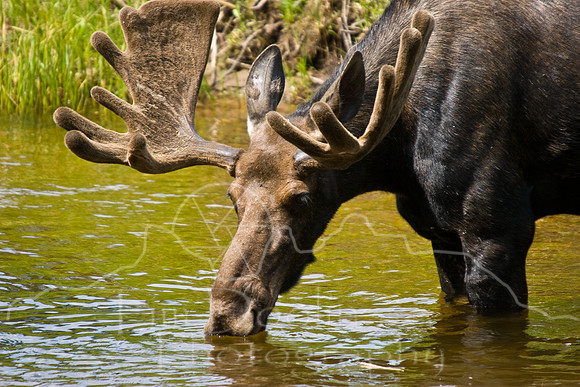Bull Moose-0193.jpg