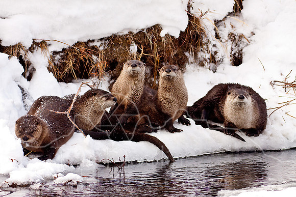 Yellowstone in Winter--December 2009-6125.jpg