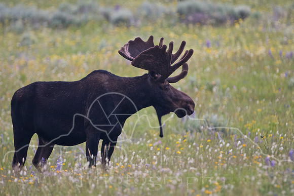 Bull Moose-5011.jpg